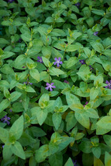 Vinca major 