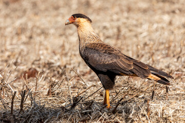 The northern crested caracara (Caracara cheriway), also called the northern caracara and crested caracara, is a bird of prey in the family Falconidae.