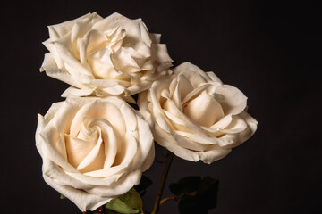 Three cream roses on dark background