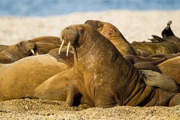 Large walrus lying on the beach on the Arctic sun