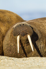Large walrus lying on the beach on the Arctic sun