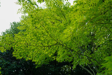 緑に覆われた京都の寺院の境内