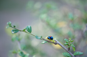 ladybird on a leaf