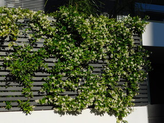 Southern or star jasmine,or Trachelospermum, or Rhynchospermum jasminoides, in full bloom, covering...