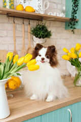 beautiful white chocolate spitz in the kitchen among yellow tulips. national dog day. a pet. spring decor. women's Day. flowers in the house. world animal day