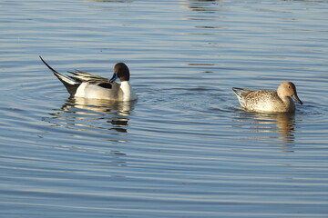 A pair of pintail ducks, male and female, enjoying a beautiful day on the waters of the Colusa National Wildlife Refuge, in the Sacramento Valley, California.