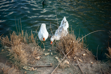 
ducks floating in the lake behind metal wires