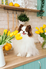 beautiful white chocolate spitz in the kitchen among yellow tulips. national dog day. a pet. spring decor. women's Day. flowers in the house. world animal day