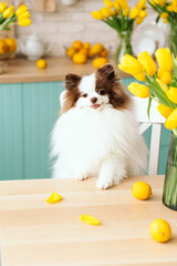 beautiful white chocolate spitz in the kitchen among yellow tulips. national dog day. a pet. spring decor. women's Day. flowers in the house. world animal day