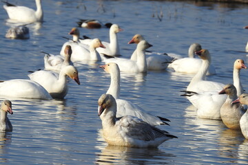 Snow geese and other waterfowl enjoying a beautiful day at the Colusa National Wildlife Refuge, in the Sacramento Valley, California.