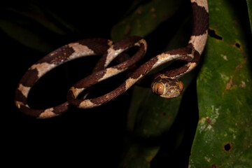 ommon Blunt-headed Vine Snakes