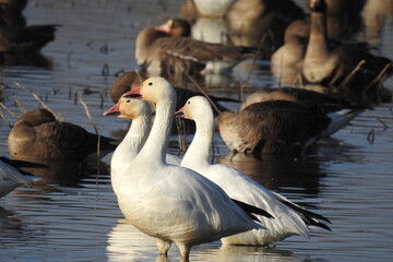 Snow geese and other waterfowl enjoying a beautiful day at the Colusa National Wildlife Refuge, in the Sacramento Valley, California.