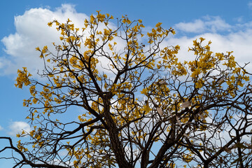 Golden Trumpet tree or Tabebuia chrysantha, guayacan, yellow flower