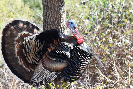 Gorgeous Wild Male Turkey In Northern California In Early Spring Showing His Dominance To Attract A Female Turkey 