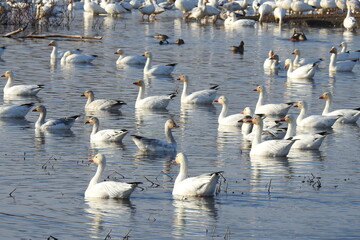 Snow geese and other waterfowl enjoying a beautiful day at the Colusa National Wildlife Refuge, in the Sacramento Valley, California.