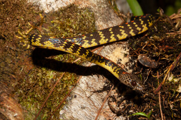 Siphlophis cervinus
