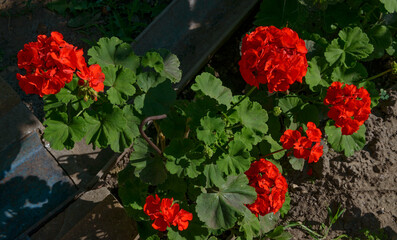 Bright scarlet pelargonium flowers on dark green background.