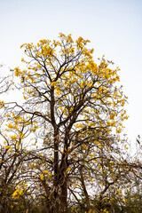 Golden Trumpet tree or Tabebuia chrysantha, guayacan, yellow flower