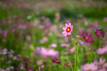 Obraz premium pink cosmos flowers