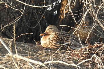 Female mallard ducks hiding in the foliage, nesting, at the Colusa National Wildlife Refuge, in the Sacramento Valley, California.