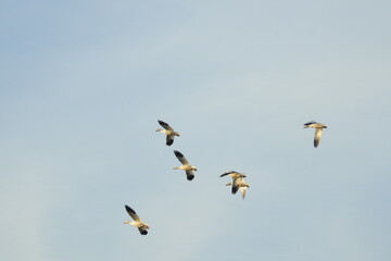 Flock of snow geese flying over the Colusa National Wildlife Refuge in the Sacramento Valley, California.