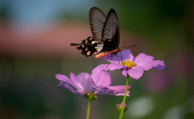 Butterfly on the flower in the garden