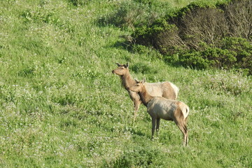 Tule elk roaming the grassy hillsides of Point Reyes National Seashore in Marin County, Northern California.