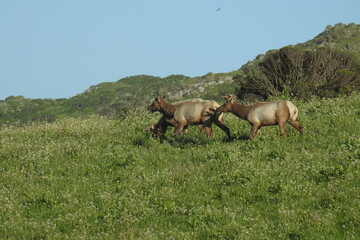 Fototapeta premium Tule elk roaming the grassy hillsides of Point Reyes National Seashore in Marin County, Northern California.