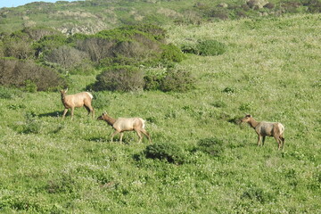 Naklejka na ściany i meble Tule elk roaming the grassy hillsides of Point Reyes National Seashore in Marin County, Northern California.