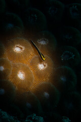 Yellowprow Goby - Gobiosoma xanthipora on the reef off the Caribbean island of St Martin