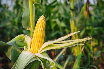 fresh corn on stalk in field