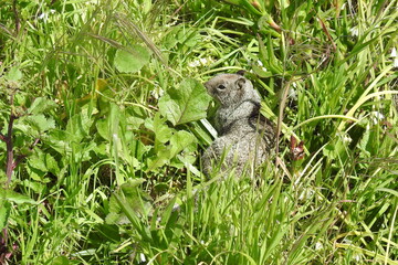 A ground squirrel making its way through the green foliage in Northern California.