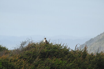 A red-tailed hawk perched on an evergreen shrub in Northern California.