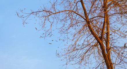 Leafless tree branches against the sky illuminated by the evening sun. Natural landscape in early spring
