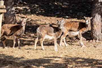 Mountain goats in the Naturalandia animal park in the Pyrenees in Andorra