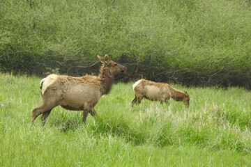 Naklejka na ściany i meble Roosevelt elk roaming a meadow outside of Crescent City, off the U.S. Route 199, in Del Norte County, Northern California.