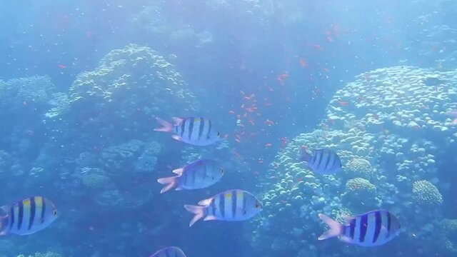 large school of  indopazific sergeant fish floating in the waves of the sea