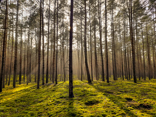Wiosenny, mglisty poranek w sosnowym lesie.