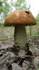 MUSHROOM