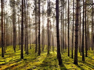 Wiosenny, mglisty poranek w sosnowym lesie.