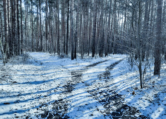 Sosnowy las w zimowy, słoneczny dzień.