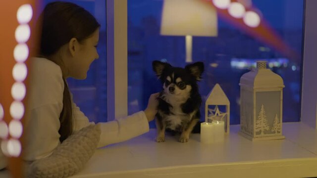 Teen age dog owner stroking her pet, chihuahua doggy sits by the window. Girl tryes to play with doggy. Blurred night city behind the glass. Domestic tranquill and cozy atmosphere.