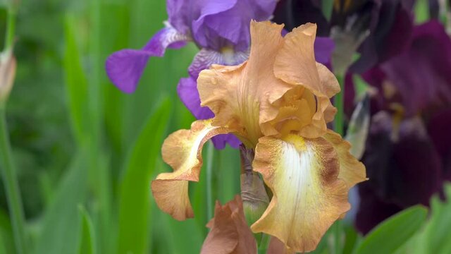 golden german iris,different colored irises bloom in the garden