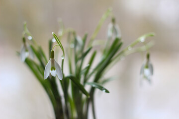 Conceptual photo.Snowdrop flowers in vase on white background. Springtime. Easter decor. 