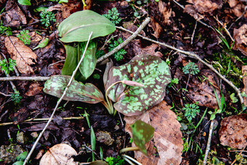 林業試験場樹木公園のカタクリ　咲き始める