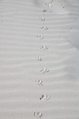 Amrum