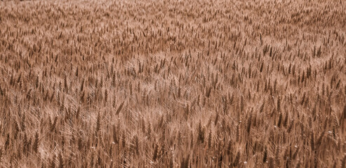 barley field at Samerng, Chiangmai, Thailand