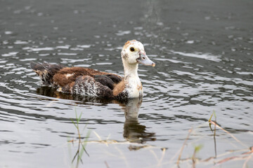 Ente auf einem Teich