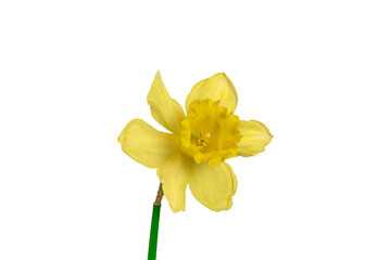 Daffodil or Narcissus isolated on white. Easter flower.