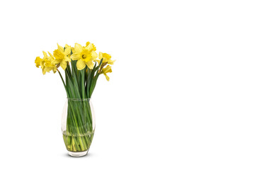 Daffodils in vase isolated on white background.